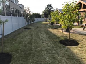 Planting and Landscape design services